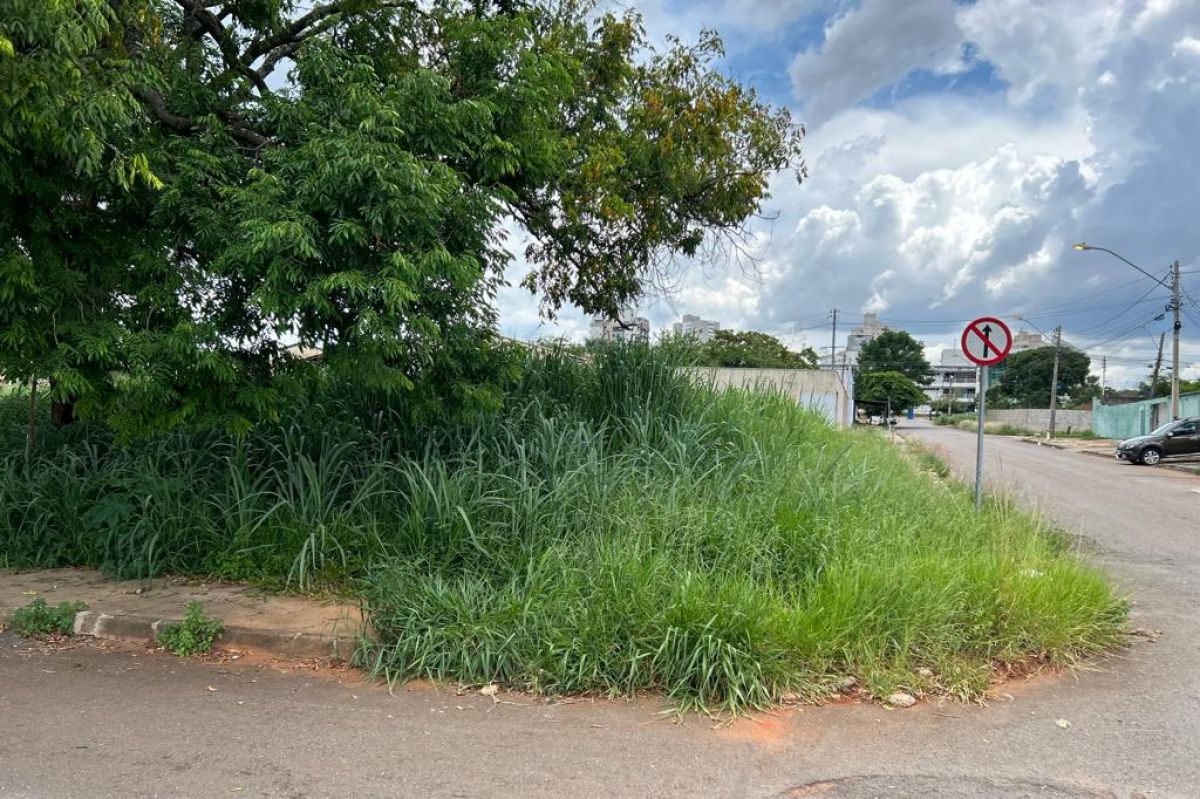 Matagal avança em Goiânia durante período chuvoso 